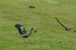 Vorschaubild Ardeidae, Ardea cinerea, Graureiher faengt Maus_2013_05_19--15-22-22.jpg 