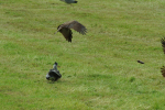 Vorschaubild Ardeidae, Ardea cinerea, Graureiher faengt Maus_2013_05_19--15-22-25.jpg 