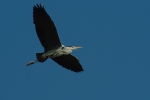 Vorschaubild Ardeidae, Ardea cinerea, Graureiher im Flug_2012_03_29--09-15-28.jpg 