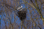 Vorschaubild Ardeidae, Ardea cinerea, Graureiher nisten_2011_03_07--15-05-23.jpg 