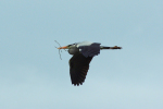 Vorschaubild Ardeidae, Ardea cinerea, Graureiher, Nestbau_2013_04_27--10-30-32.jpg 