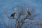 Vorschaubild Ardeidae, Ardea cinerea, Graureiher_2013_03_09--11-30-40.jpg 