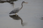 Vorschaubild Ardeidae, Ardea cinerea, Graureiher_2015_10_02--12-20-10.jpg 