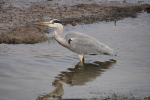 Vorschaubild Ardeidae, Ardea cinerea, Graureiher_2015_10_02--12-21-35.jpg 