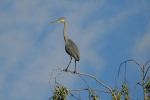 Vorschaubild Ardeidae, Ardea cinerea, Graureiher_2020_10_04--10-25-25.jpg 