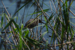 Vorschaubild Ardeidae, Nycticorax nycticorax, Junger Nachtreiher_2013_08_10--10-40-43.jpg 