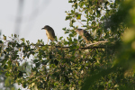 Vorschaubild Ardeidae, Nycticorax nycticorax, Nachtreiher_2018_08_17--07-43-18.jpg 