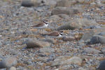 Vorschaubild Charadriidae, Charadrius hiaticula, Sandregenpfeifer_2019_06_11--16-46-15.jpg 