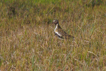 Vorschaubild Charadriidae, Pluvialis apricaria, Goldregenpfeifer_2019_06_13--19-35-23.jpg 