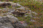 Vorschaubild Charadriidae, Pluvialis apricaria, Goldregenpfeifer_2019_06_21--16-10-57.jpg 