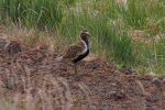 Vorschaubild Charadriidae, Pluvialis apricaria, Goldregenpfeifer_2019_06_21--16-14-41.jpg 