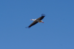 Vorschaubild Ciconiidae, Ciconia ciconia, Weissstorch im Flug_2014_02_28--10-35-32.jpg 