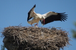 Vorschaubild Ciconiidae, Ciconia ciconia, Weissstorch_2017_04_08--11-15-04.jpg 