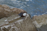 Vorschaubild Cinclus cinclus, Wasseramsel beim Tauchen_2012_12_26--15-20-08.jpg 