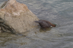 Vorschaubild Cinclus cinclus, Wasseramsel beim Tauchen_2012_12_26--15-22-06.jpg 