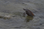 Vorschaubild Cinclus cinclus, Wasseramsel beim Tauchen_2012_12_26--15-22-46.jpg 