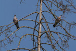 Vorschaubild Columbidae, Columba palumbus, Ringeltauben_2019_04_02--11-53-08.jpg 