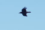 Vorschaubild Corvidae, Corvus corax, Kolkrabe im Flug_2019_06_15--17-23-55.jpg 