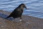 Vorschaubild Corvidae, Corvus corone, Rabenkraehe_2015_01_31--10-57-37.jpg 