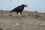 Vorschaubild Corvidae, Corvus corone, Rabenkraehe_2015_10_02--12-24-10.jpg 