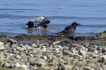 Vorschaubild Corvidae, Corvus corone, Rabenkraehen beim Baden am Bodensee_2016_01_30--13-21-13.jpg 