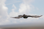 Vorschaubild Corvidae, Pyrrhocorax graculus, Alpendohle im Flug_2006_07_30--12-38-00.jpg 