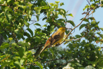 Vorschaubild Emberizidae, Emberiza citrinella, Goldammer_2018_05_07--08-54-21.jpg 