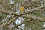 Vorschaubild Emberizidae, Emberiza citrinella, Goldammer_2019_03_25--12-36-09.jpg 