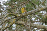 Vorschaubild Emberizidae, Emberiza citrinella, Goldammer_2019_03_25--12-36-50.jpg 