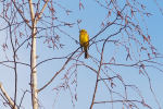 Vorschaubild Emberizidae, Emberiza citrinella, Goldammer_2020_02_17--10-25-23.jpg 