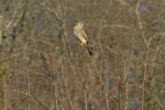 Vorschaubild Falconidae, Falco tinnunculus, Turmfalke_2020_12_26--11-38-00.jpg 