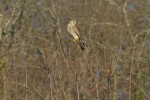 Vorschaubild Falconidae, Falco tinnunculus, Turmfalke_2020_12_26--11-38-00.jpg 