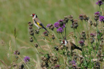 Vorschaubild Fringillidae, Carduelis carduelis, Stieglitze_2020_06_12--10-32-27.jpg 