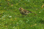 Vorschaubild Fringillidae, Fringilla coelebs, Buchfink, Weibchen_2018_02_12--16-12-10.jpg 