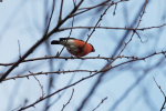 Vorschaubild Fringillidae, Pyrrhula pyrrhula, Gimpel_2018_01_29--15-39-55.jpg 