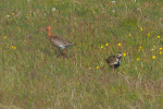 Vorschaubild Goldregenpfeifer und Uferschnepfe_2019_06_18--11-53-29.jpg 