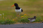 Vorschaubild Haematopodidae, Haematopus ostralegus, Austernfischer mit Kueken auf der Strasse in Olafsvik_2019_06_20--17-39-59.jpg 