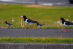 Vorschaubild Haematopodidae, Haematopus ostralegus, Austernfischer mit Kueken auf der Strasse in Olafsvik_2019_06_20--17-40-29.jpg 