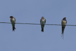 Vorschaubild Hirundinidae, Hirundo rustica, Rauchschwalben_2017_08_30--10-01-32.jpg 