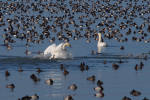 Vorschaubild Hoeckerschwan putzt sich inmitten eines Vogelschwarmes_2019_12_29--13-04-25.jpg 