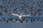 Vorschaubild Hoeckerschwan putzt sich inmitten eines Vogelschwarmes_2019_12_29--13-16-11.jpg 