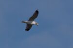 Vorschaubild Laridae, Chroicocephalus ridibundus, Lachmoewe im Flug mit Brotstueck_2016_02_26--15-40-37.jpg 