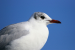 Vorschaubild Laridae, Chroicocephalus ridibundus, Lachmoewe_2006_02_11--12-31-55.jpg 