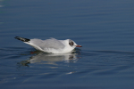 Vorschaubild Laridae, Chroicocephalus ridibundus, Lachmoewe_2008_02_17--13-42-50.jpg 