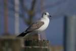 Vorschaubild Laridae, Larus argentatus, Silbermoewe_2006_02_11--12-39-32.jpg 