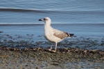 Vorschaubild Laridae, Larus argentatus, junge Silbermoewe_2015_12_12--12-59-53.jpg 