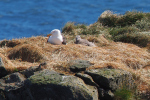 Vorschaubild Laridae, Larus fuscus, Heringsmoewe mit Kueken_2019_06_18--17-38-13.jpg 