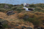 Vorschaubild Laridae, Larus fuscus, Heringsmoewe mit Kueken_2019_06_18--17-39-21.jpg 