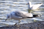 Vorschaubild Laridae, Larus michahellis, Miitelmeermoewe_2015_01_31--10-54-47.jpg 