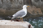 Vorschaubild Laridae, Larus michahellis, Mittelmeermoewe_2016_06_09--10-16-04.jpg 